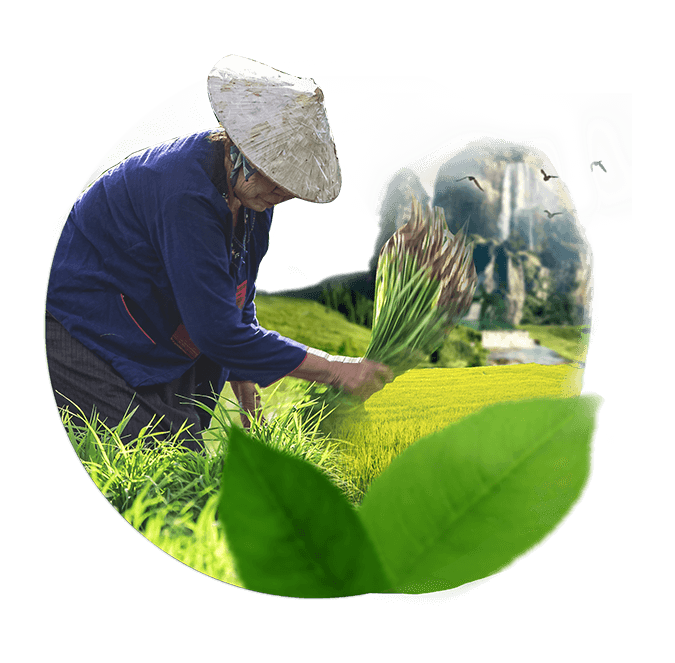 TÍNH NGUYÊN BẢN CỦA THỰC PHẨM O’FOOD